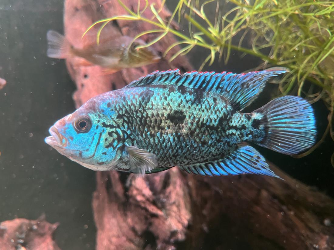 Blau schimmernder Buntbarsch im Aquarium